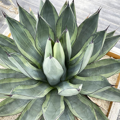 アガベ グレートホワイトシャーク シャークスキン錦 白覆輪 グレイト