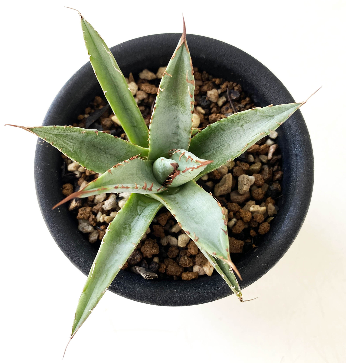 アガベ アリゾニカ 葉広タイプ 良形 裏刺