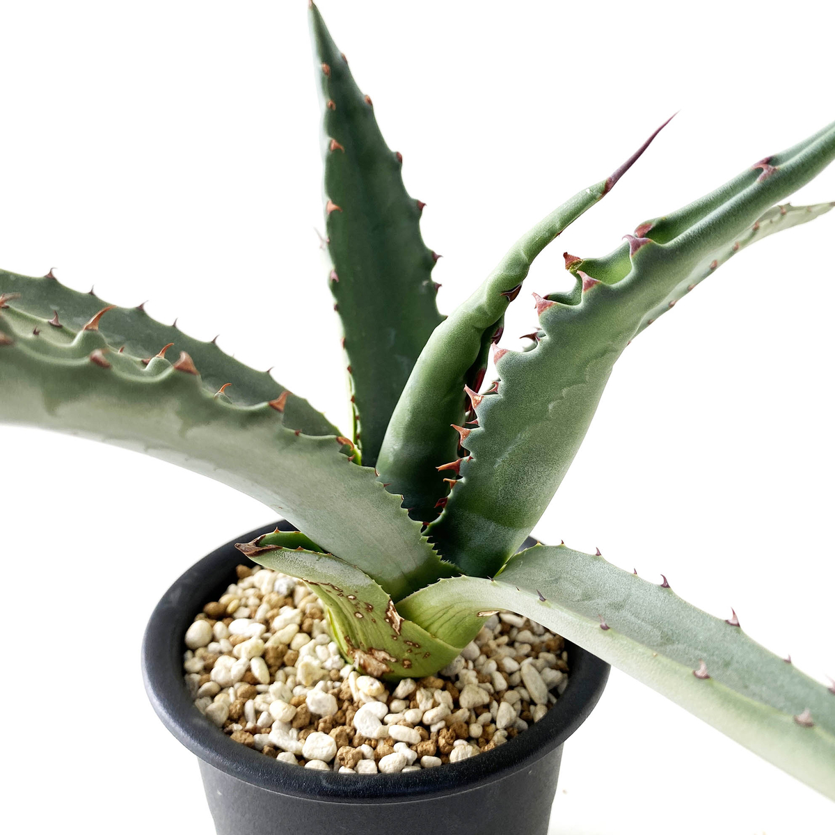 アガベ ジェントリー ジョーズ 大株 【公式通販】