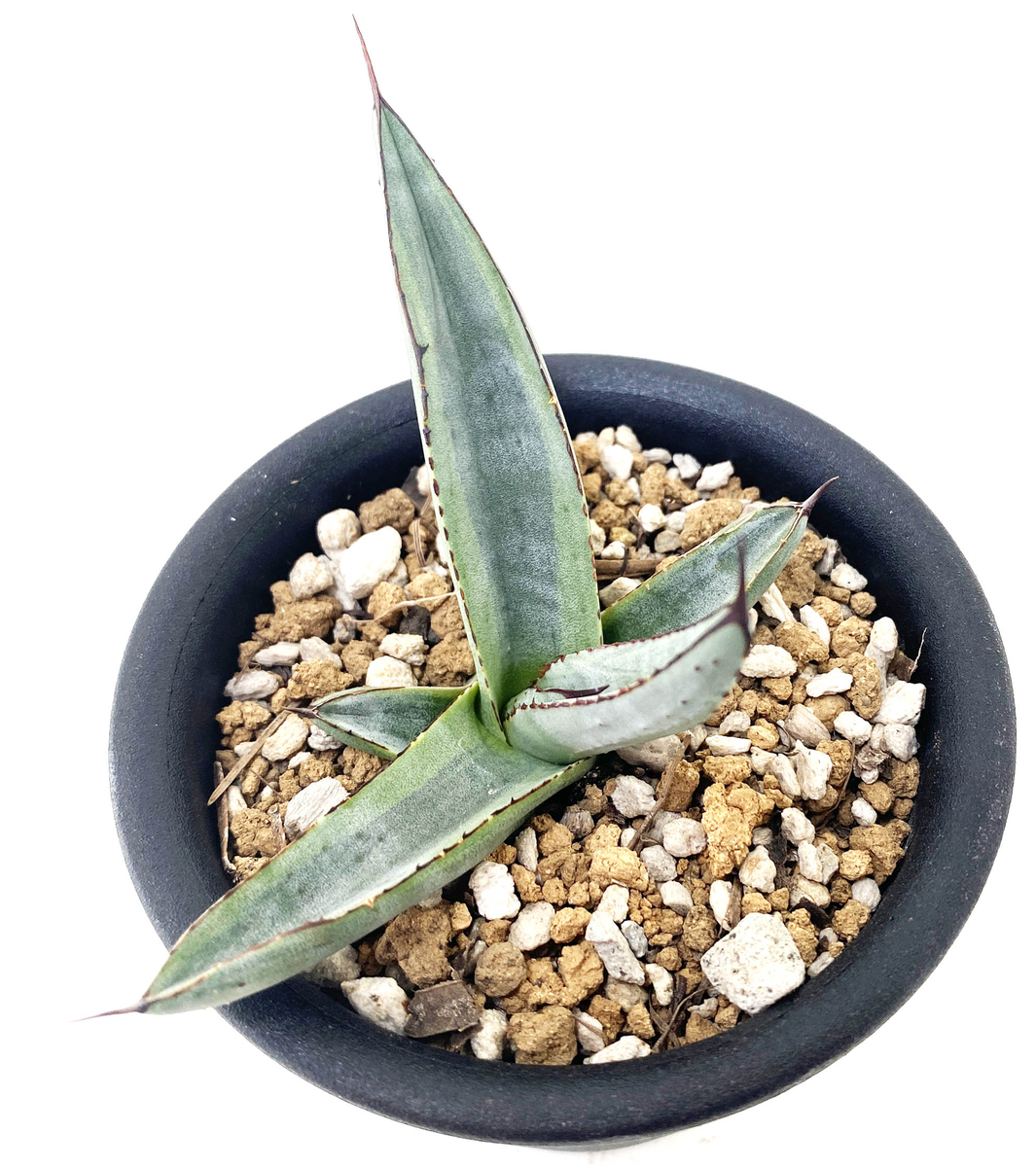 シャークバイト アガベ シャークスキン マスタードシャーク チタノタ  