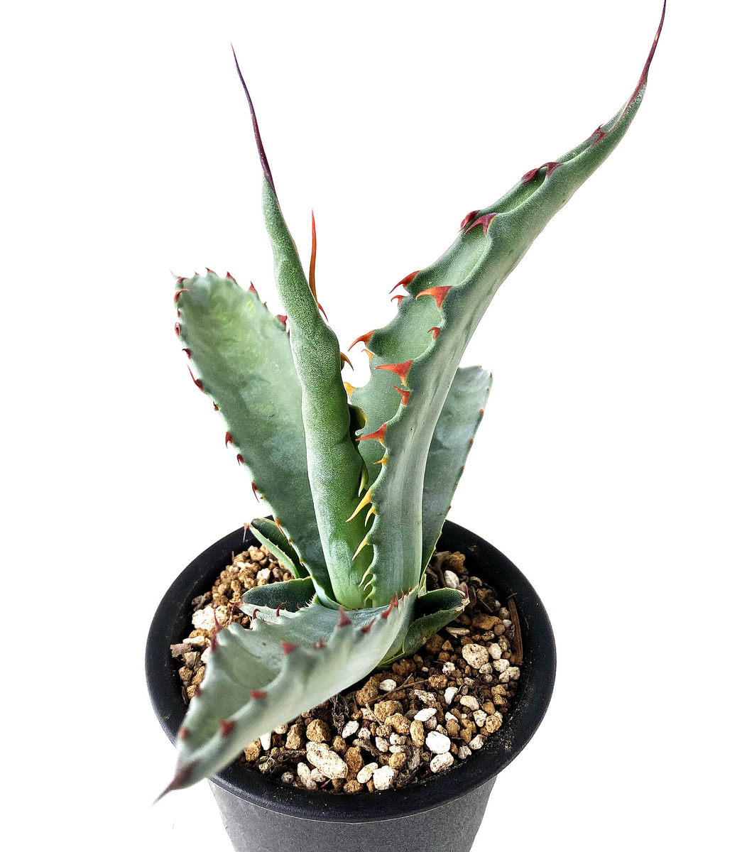 確認用 アガベ ジェントリー ジョーズ 斑入 アガベ ジェントリー