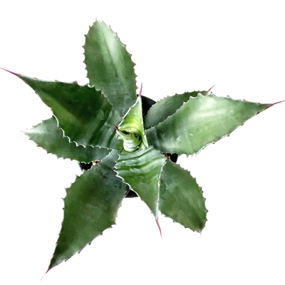 グリーンゴブレット 斑入り アガベ 子株 アガベ サルミアナ・フェ