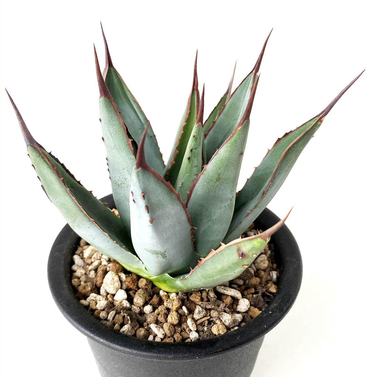 アリゾナアンビション アガベ チタノタ アリゾナアンビション アガベ