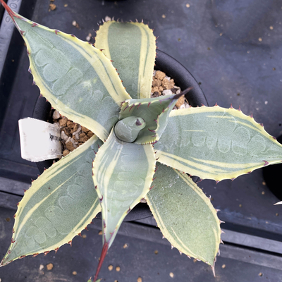 アガベ パリー ラッキーストライプ 検) トランカータ 縞斑 オリザバ 吉祥天 アガベ パルリ ”ラッキー ストライプ” | ネットショップ・アガベ