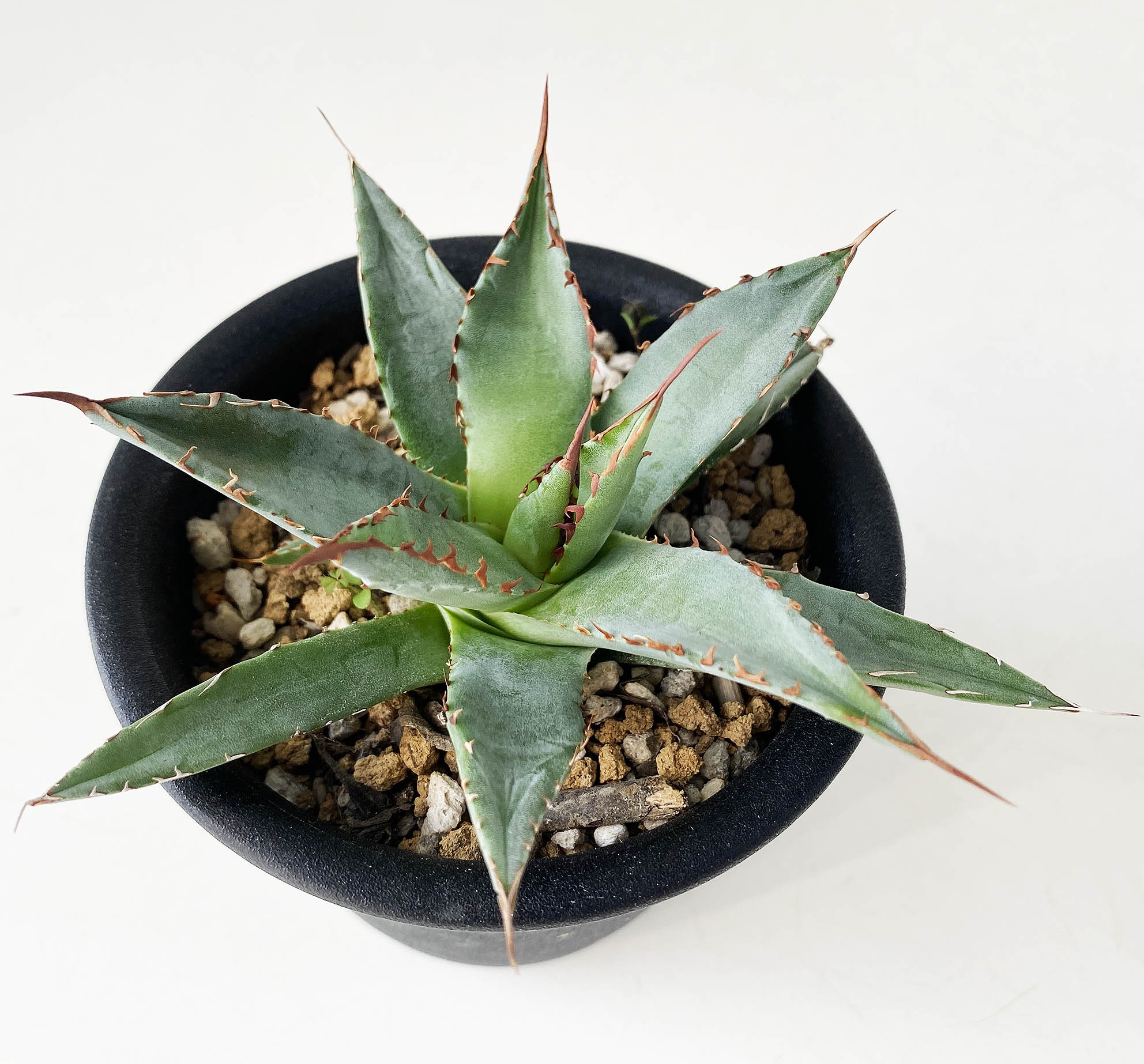 アガベ　アリゾニカ　親株 アガベ アリゾニカ 親株 【公式通販】