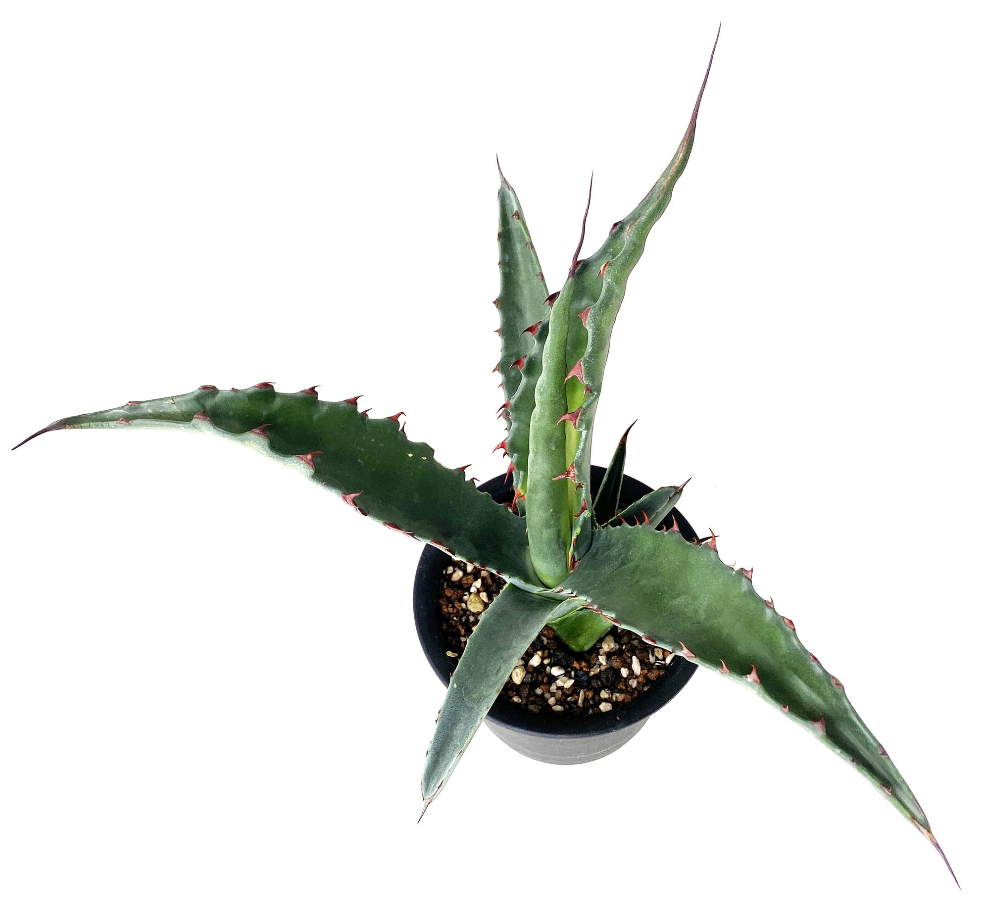 【‼︎大株‼︎】アガベ　ジェントリージョーズ アガベ ジェントリー ジョーズ 大株 【公式通販】