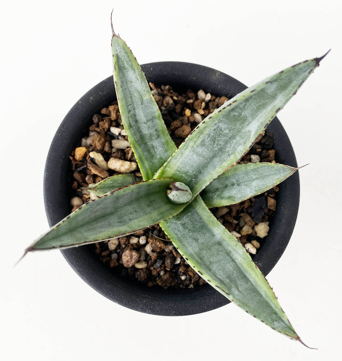 アガベ　マスタードシャーク子株　第四種速達便抜き苗発送 アガベ マスタードシャーク子株 第四種速達便抜き苗発送