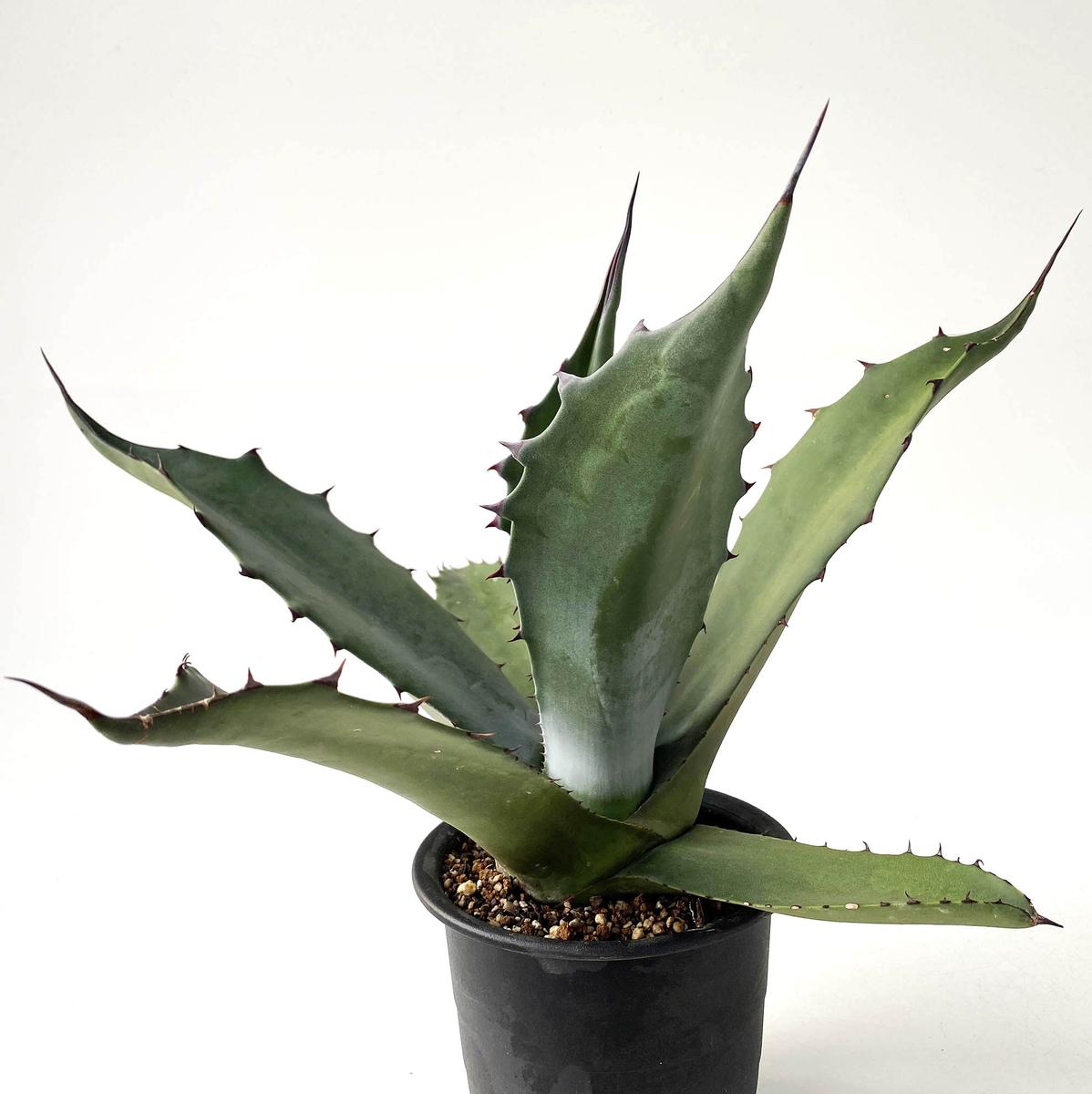 アガベサルミアーナフェロックス大株