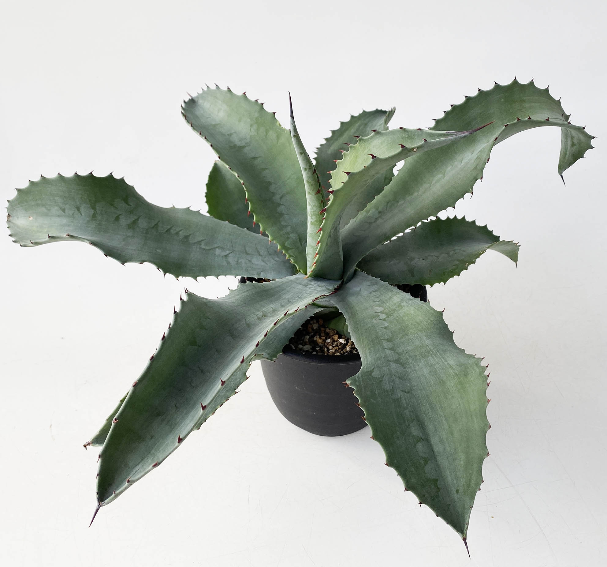 1円スタート！！アガベ サルミアナ・フェロックス・ミスターリップル！！