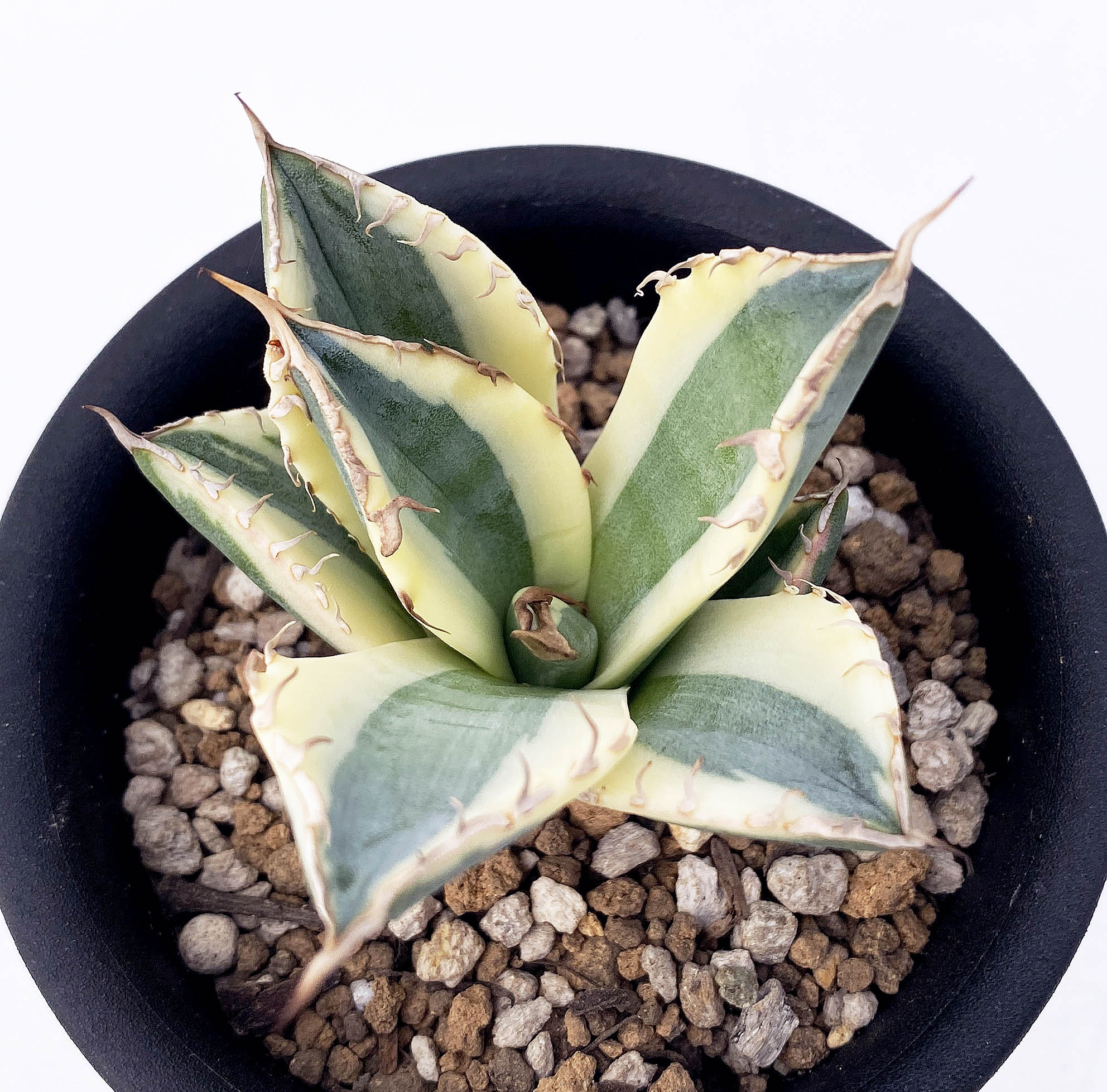 アガベ チタノタ スナグルトゥース 中株 【公式通販】