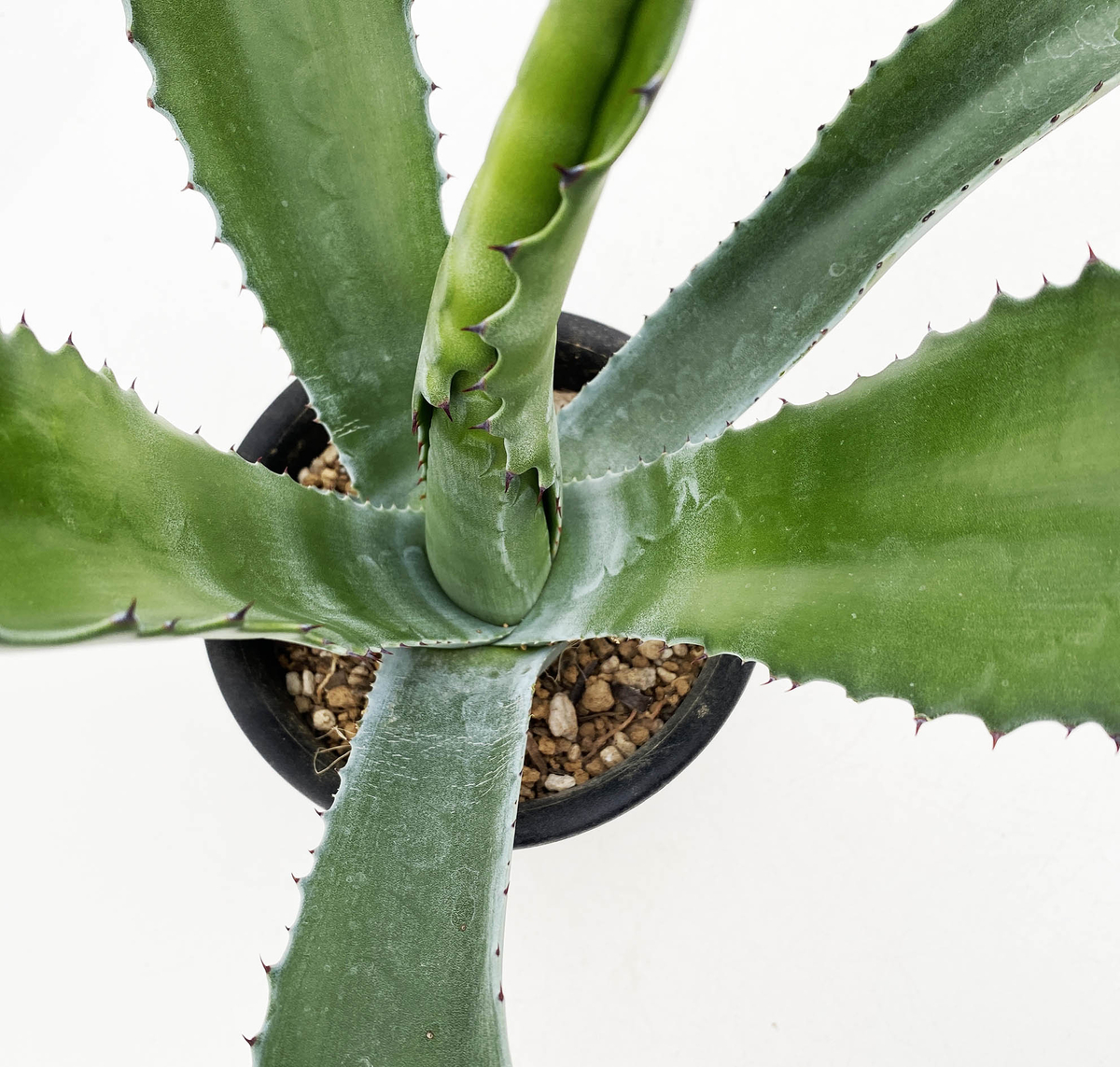 大株アガベ フェロックスグリーンゴブレット 今年最後の出品！！1円