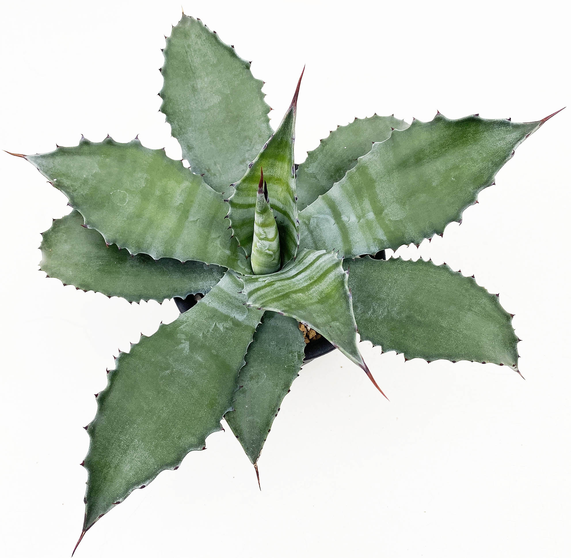 超特大サイズ サルミアナフェロックス グリーンゴブレット 特大株