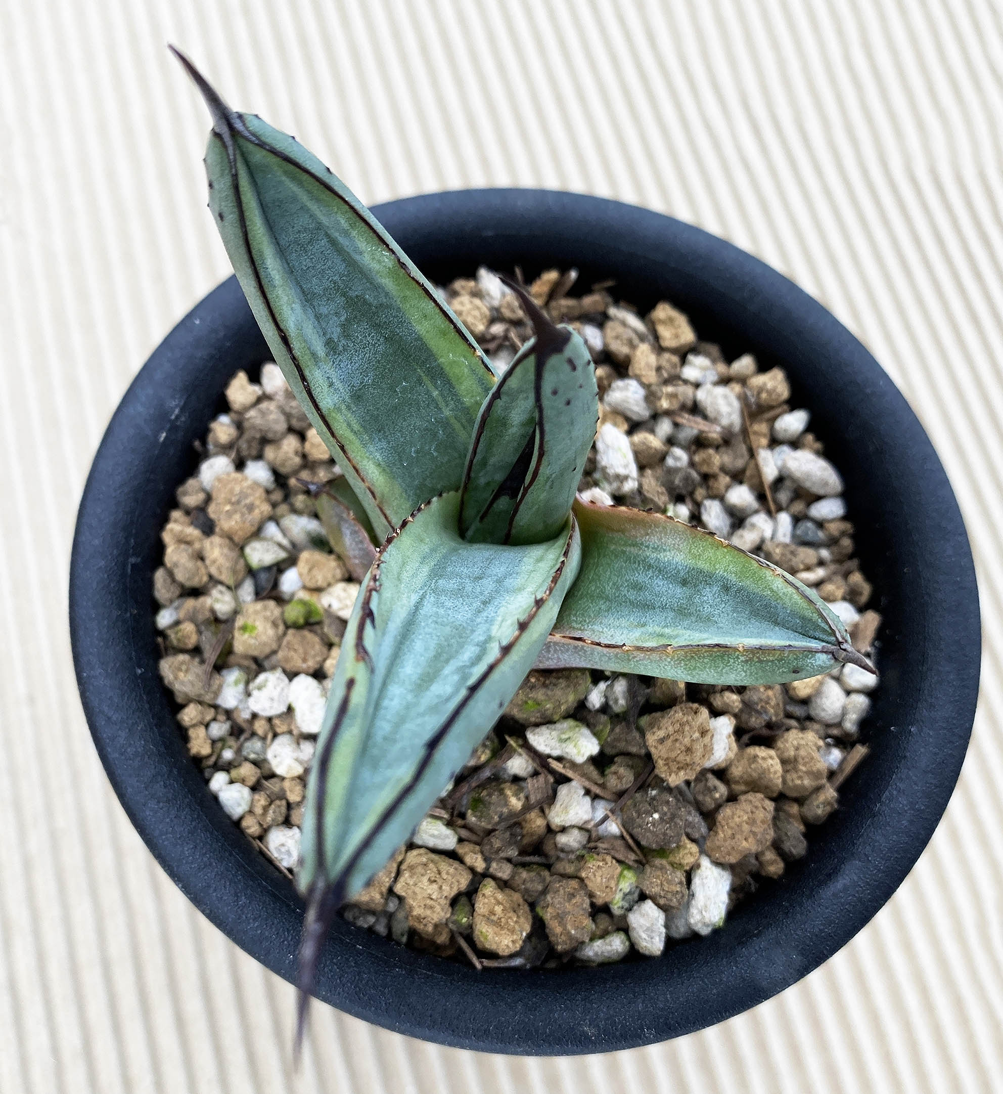 アガベ シャークバイト　親株　◇ 写真現品　シャークスキン アガベ シャークバイト 親株 ◇ 写真現品 シャークスキン 【公式通販】