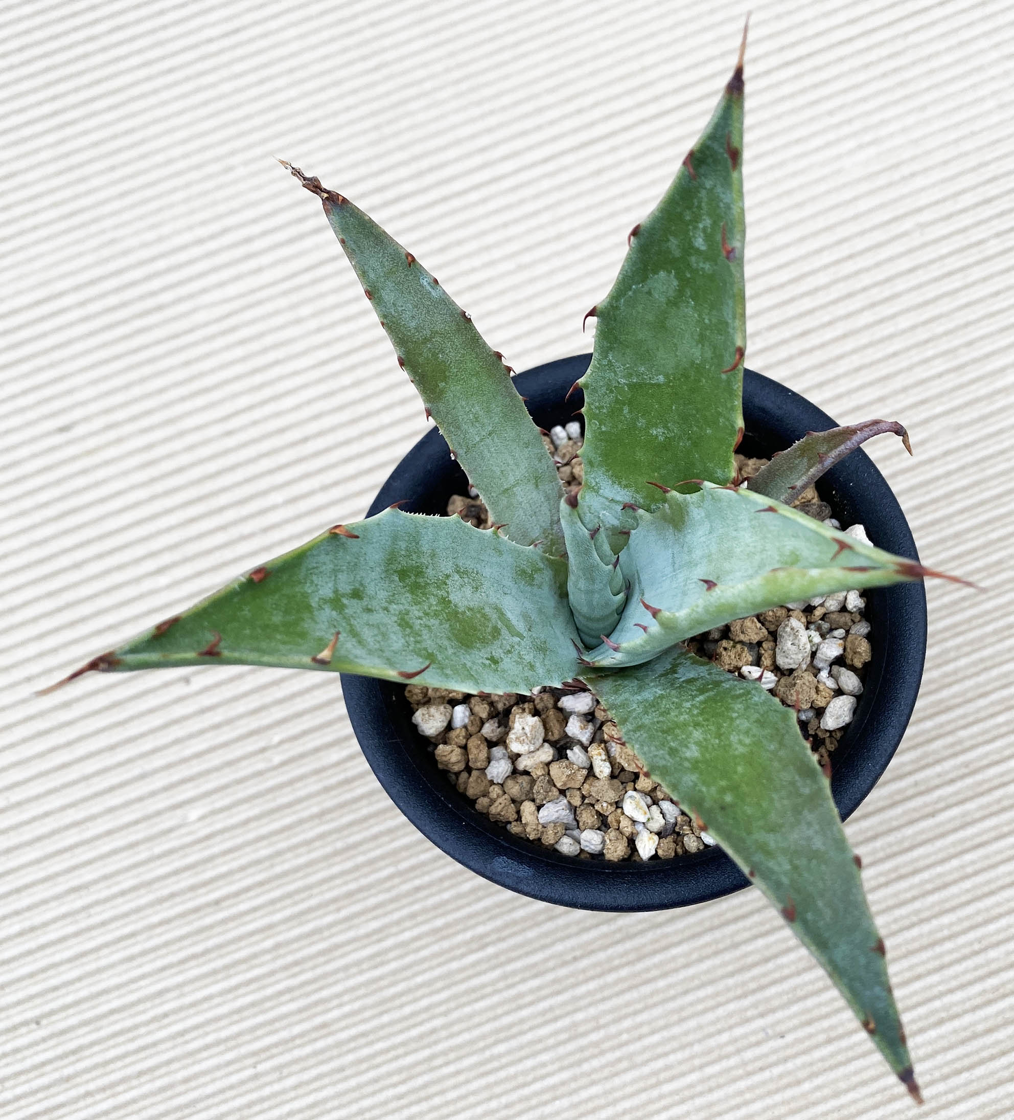 アガベ アトロビレンス・ミラビリス | ネットショップ・アガベ 