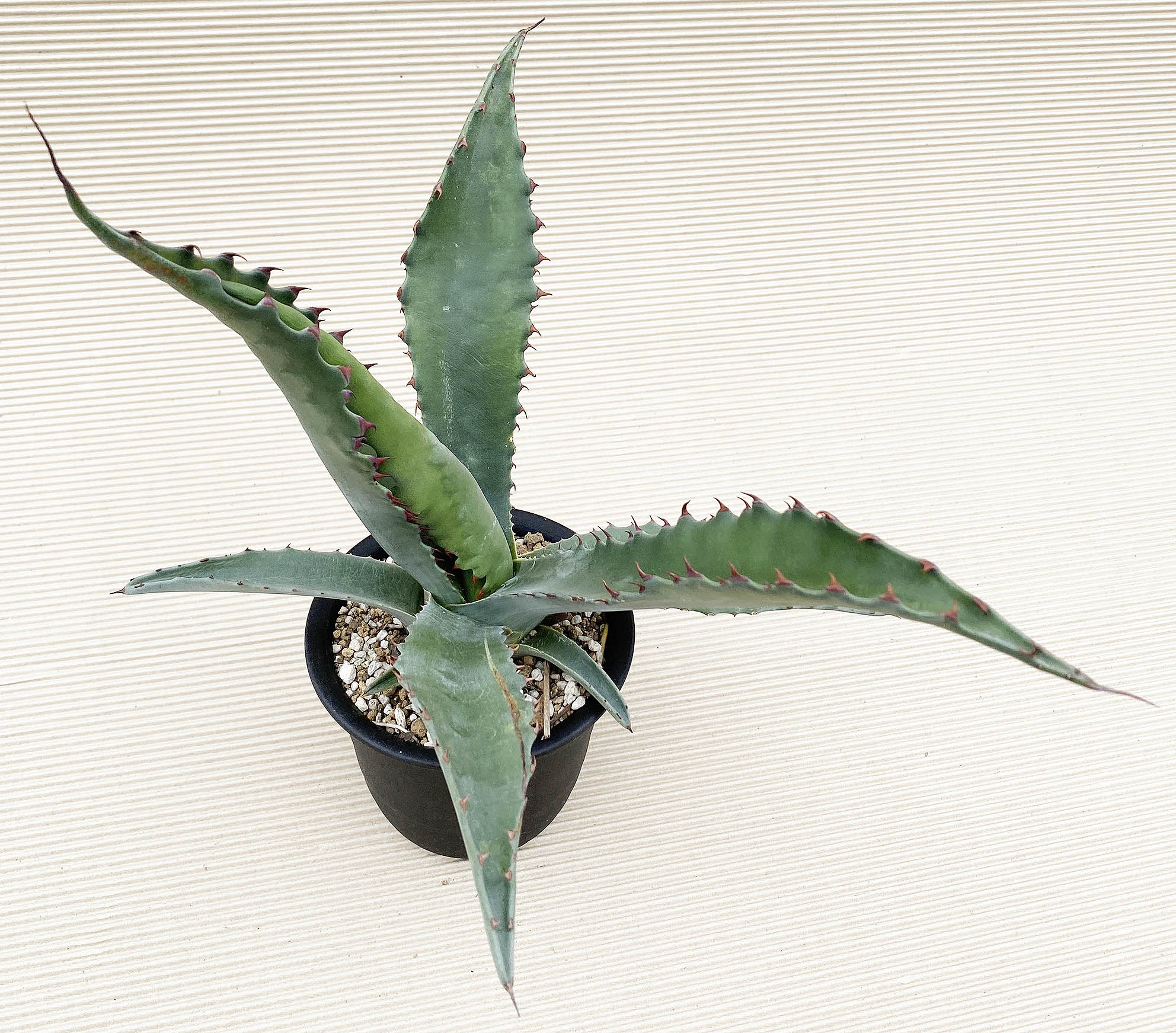 7月入荷 Agave gentryi Jaws アガベ ジェントリー ジョーズ 種子 種 50粒