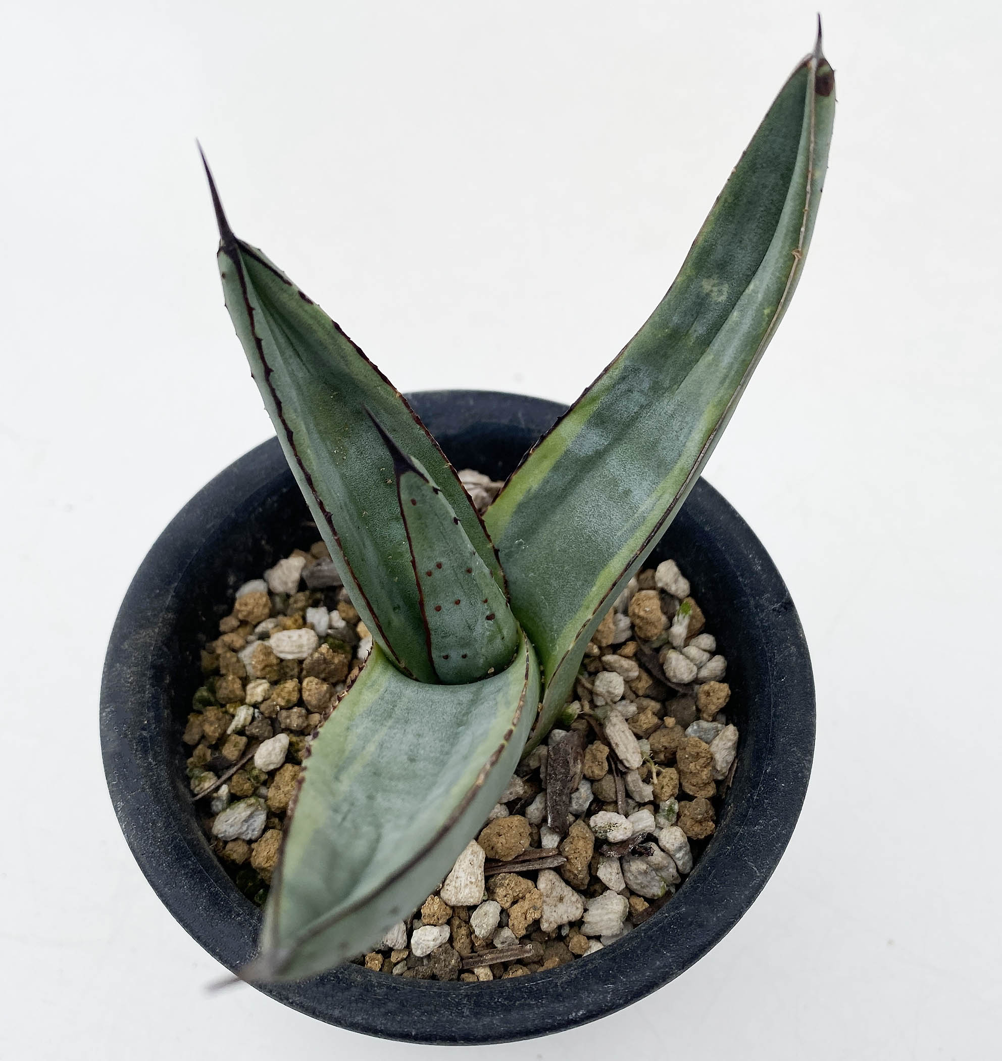 アガベ シャークスキン 親株 【公式通販】