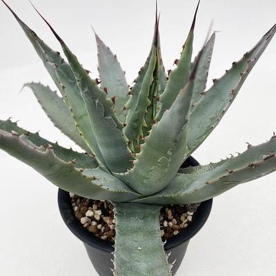 アガベ サブシンプレックス錦 コンパクトなタイプ 親サイズ アガベ