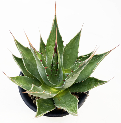 アガベ・ベルビル