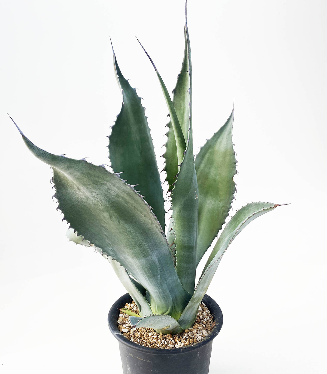 引き取り限定 アガベ アトロビレンス シグマトフィラ Agave atrovirens