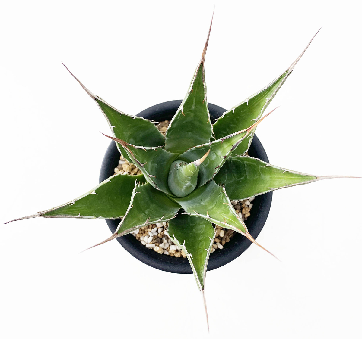 い*ぬ様 1716 アガベ　モンタナ 優良株 Agave montana 2株同 3728c841f3f9138ec6bb25c9a314e9