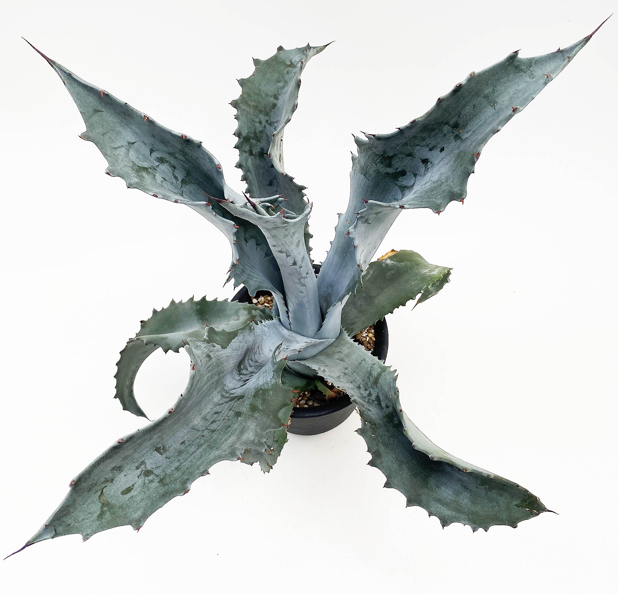 大型‼️アガベ プロトアメリカーナ ファンキートゥース　 親株1点 耐寒性あり 大型‼️アガベ プロトアメリカーナ ファンキートゥース 親株1点