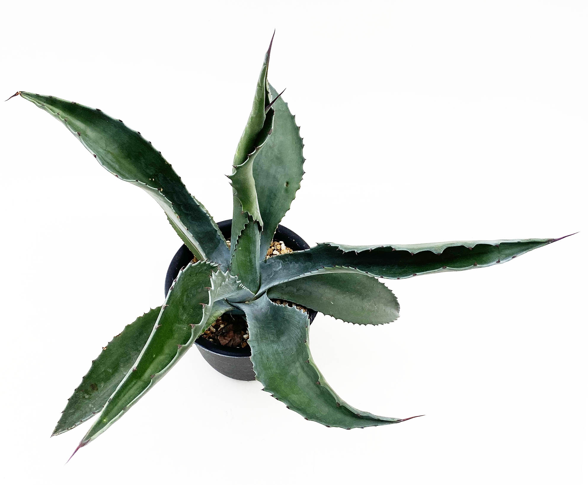 アガベ ローガンカルホーン 💥アガベ ローガンカルホーン ますます葉が波打ってきてます 本日 w1m