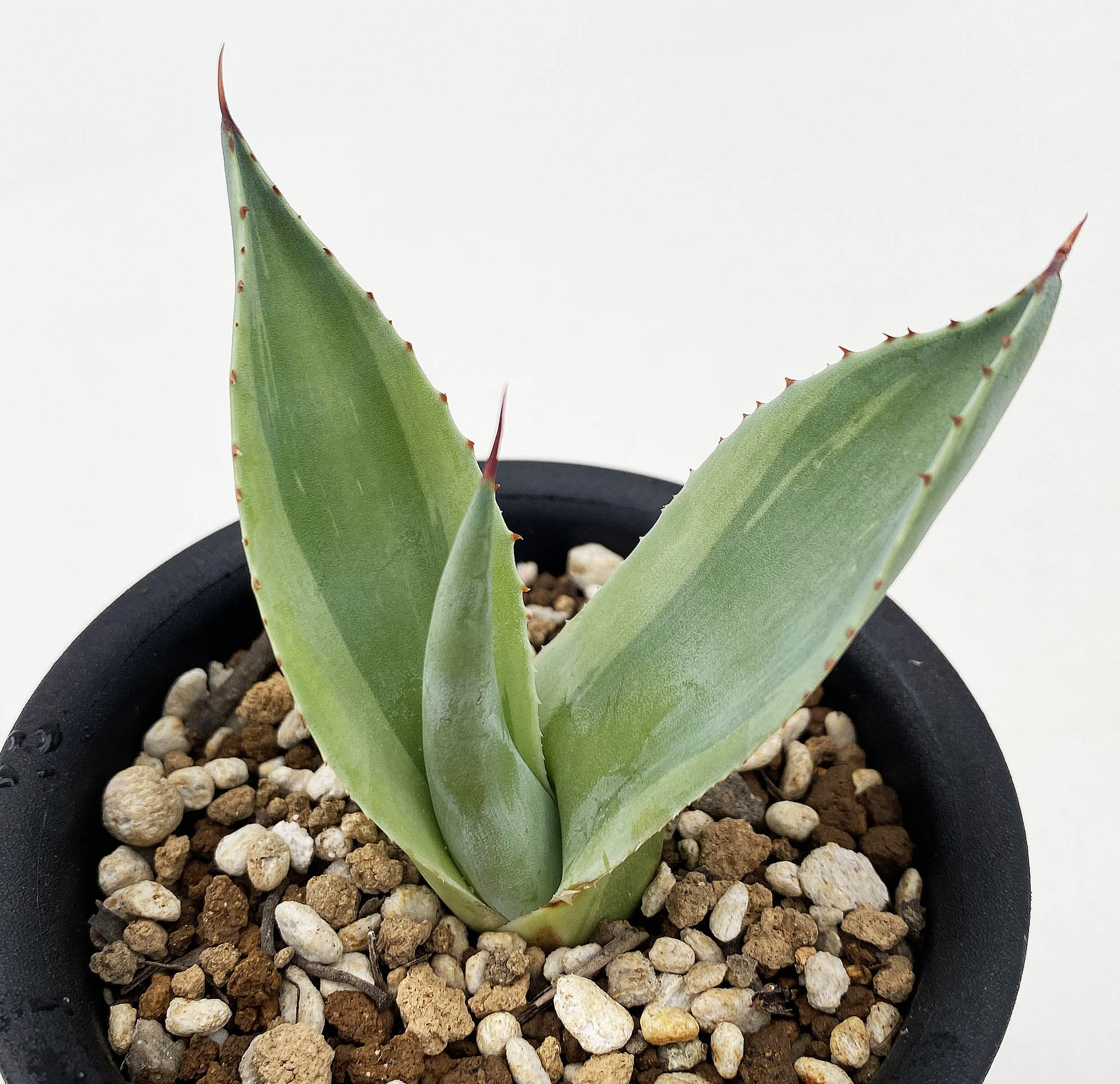 オバティフォリア フラワー・ガーデニング アガベ オバティフォリア