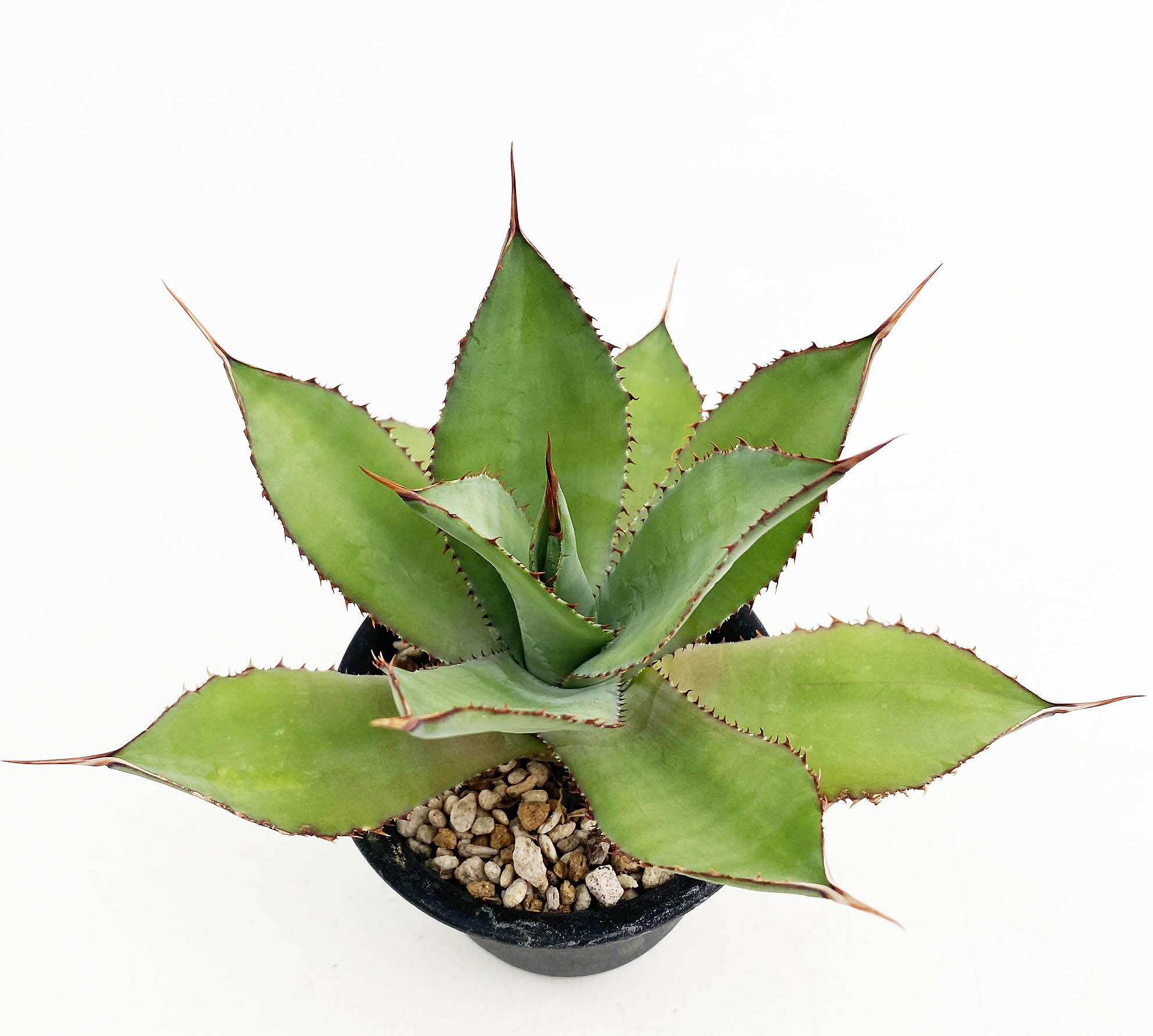 アガベ ボビコルヌータ | ネットショップ・アガベ