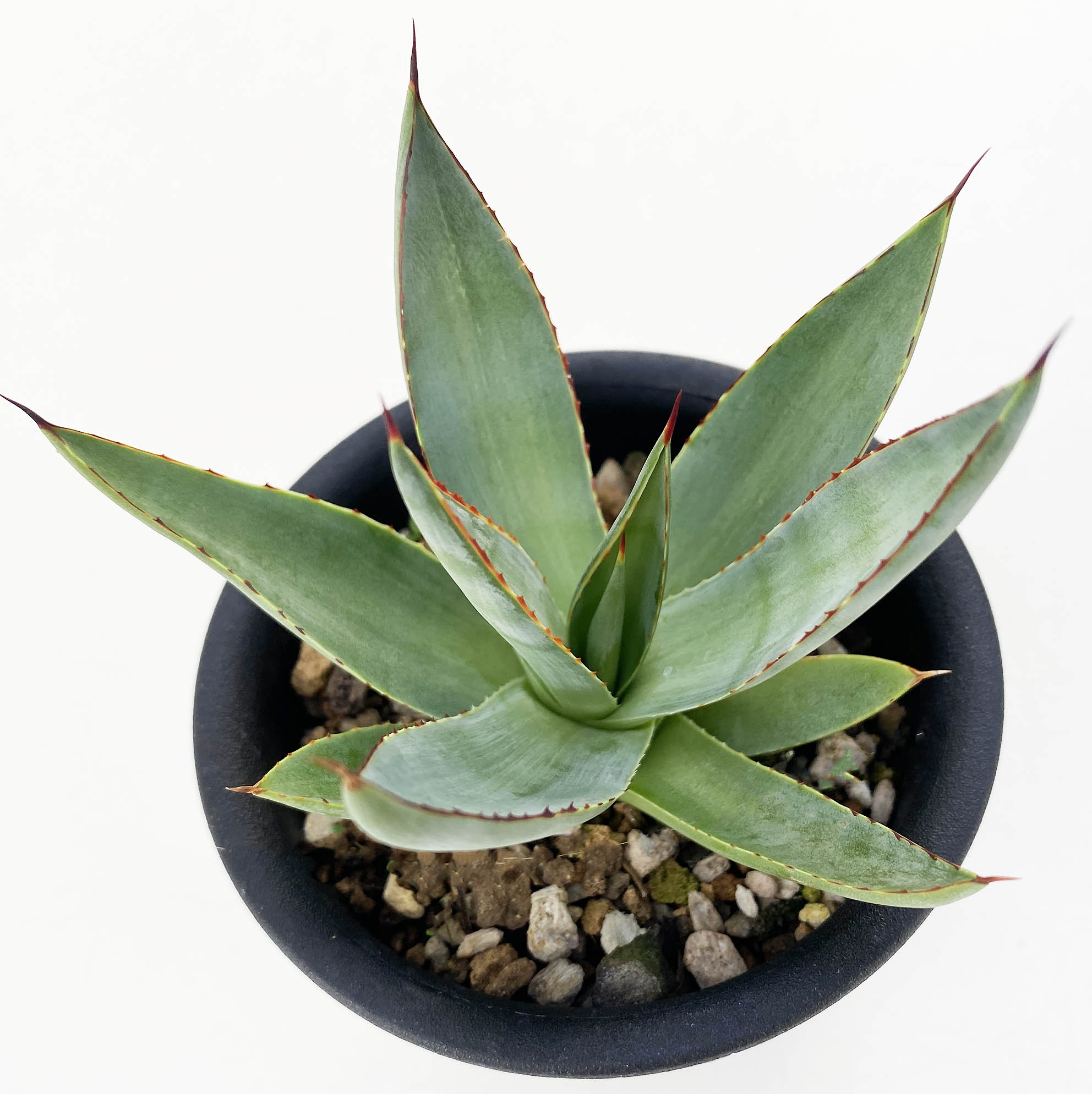 アガベ ロマニー 大株