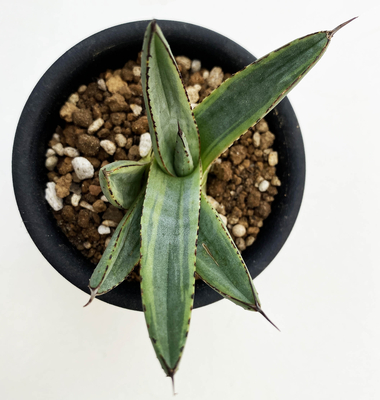 ⭐アガベ・デスメタナブルー⭐子株付き ⭐アガベ・デスメタナブルー⭐子株付き