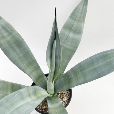 アガベ　ウエベリー・ラティホリア