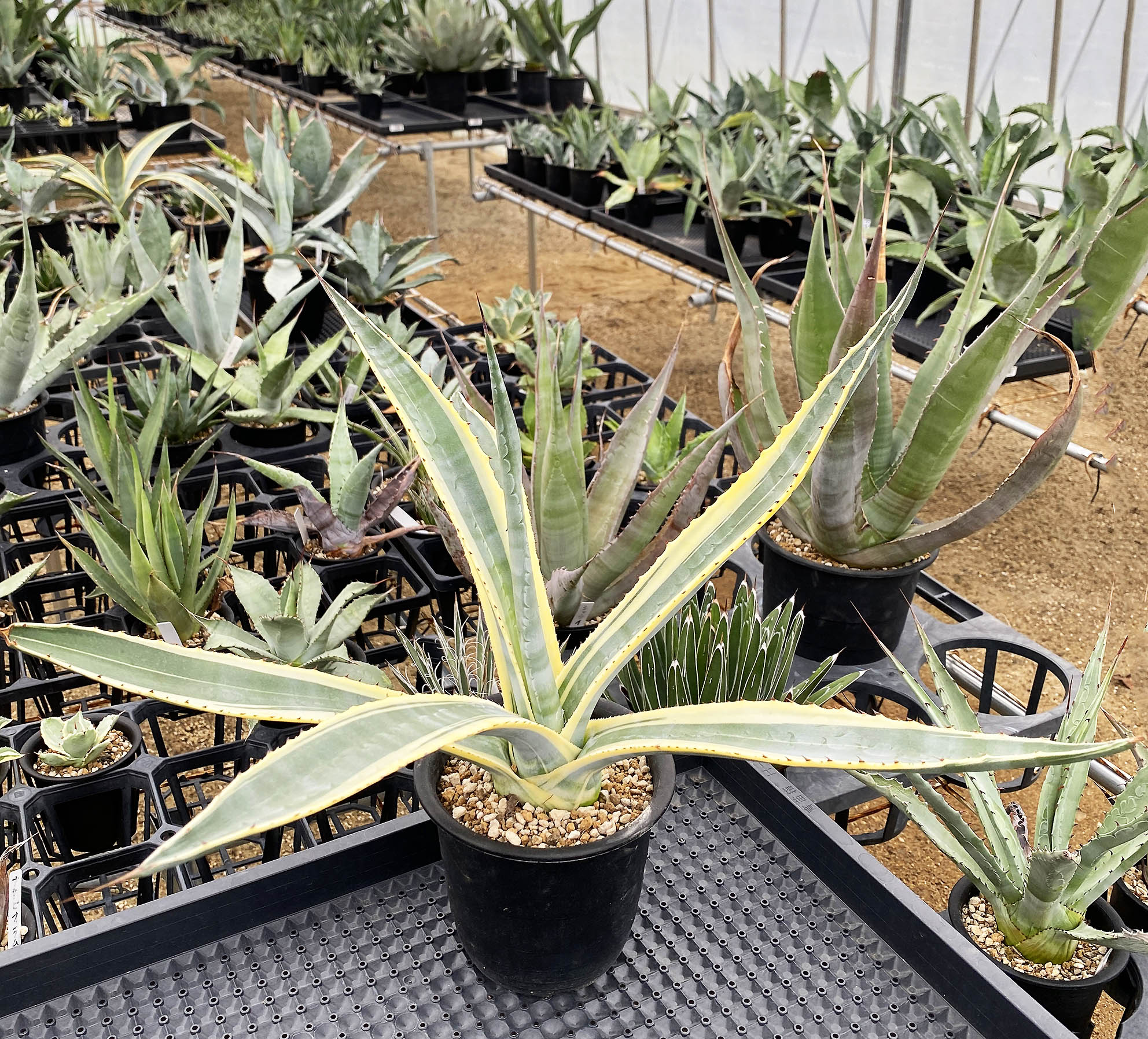 マピサガ リサ 群生 大株 アガベ リュウゼツラン マピサガ リサ 群生 大株 アガベ リュウゼツラン マピサガ リサ 群生