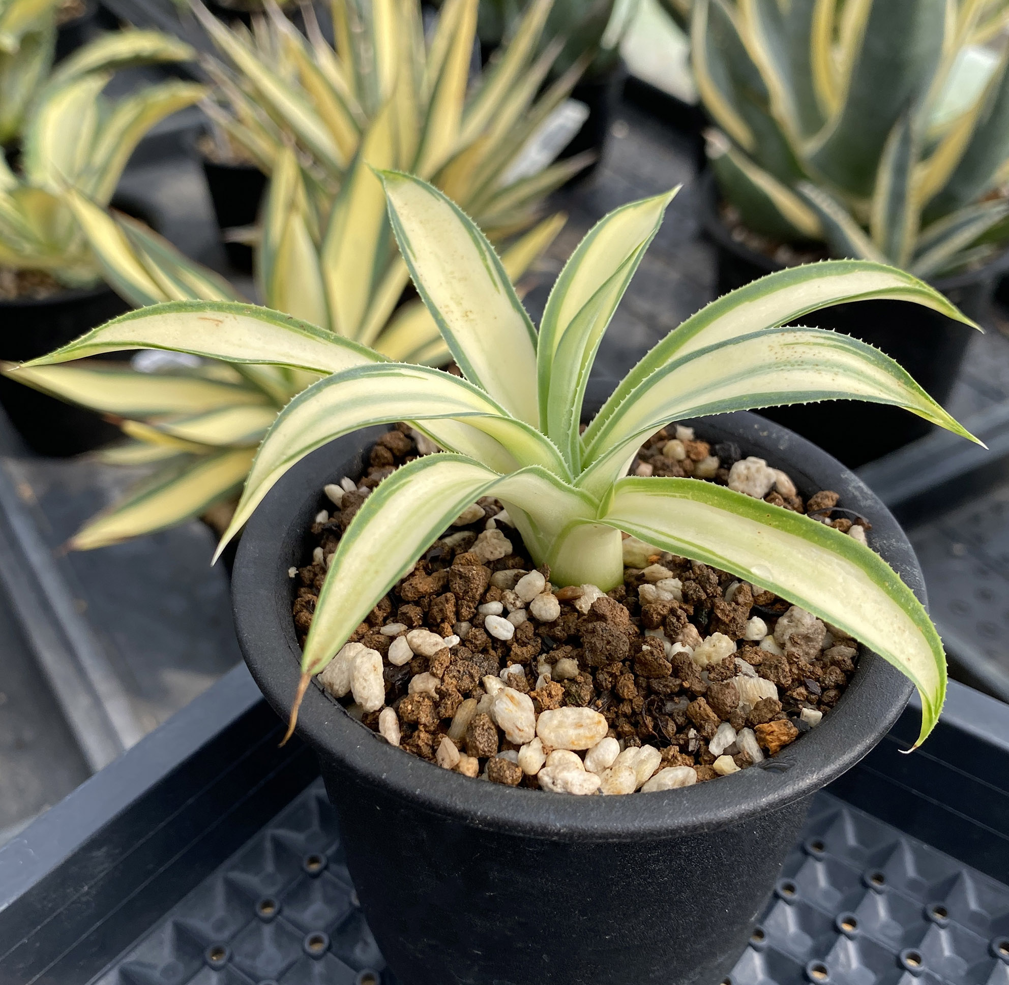 アガベ　デザートライトニング　アテナータハイブリッド アガベ ”デザート ライトニング” | ネットショップ・アガベ