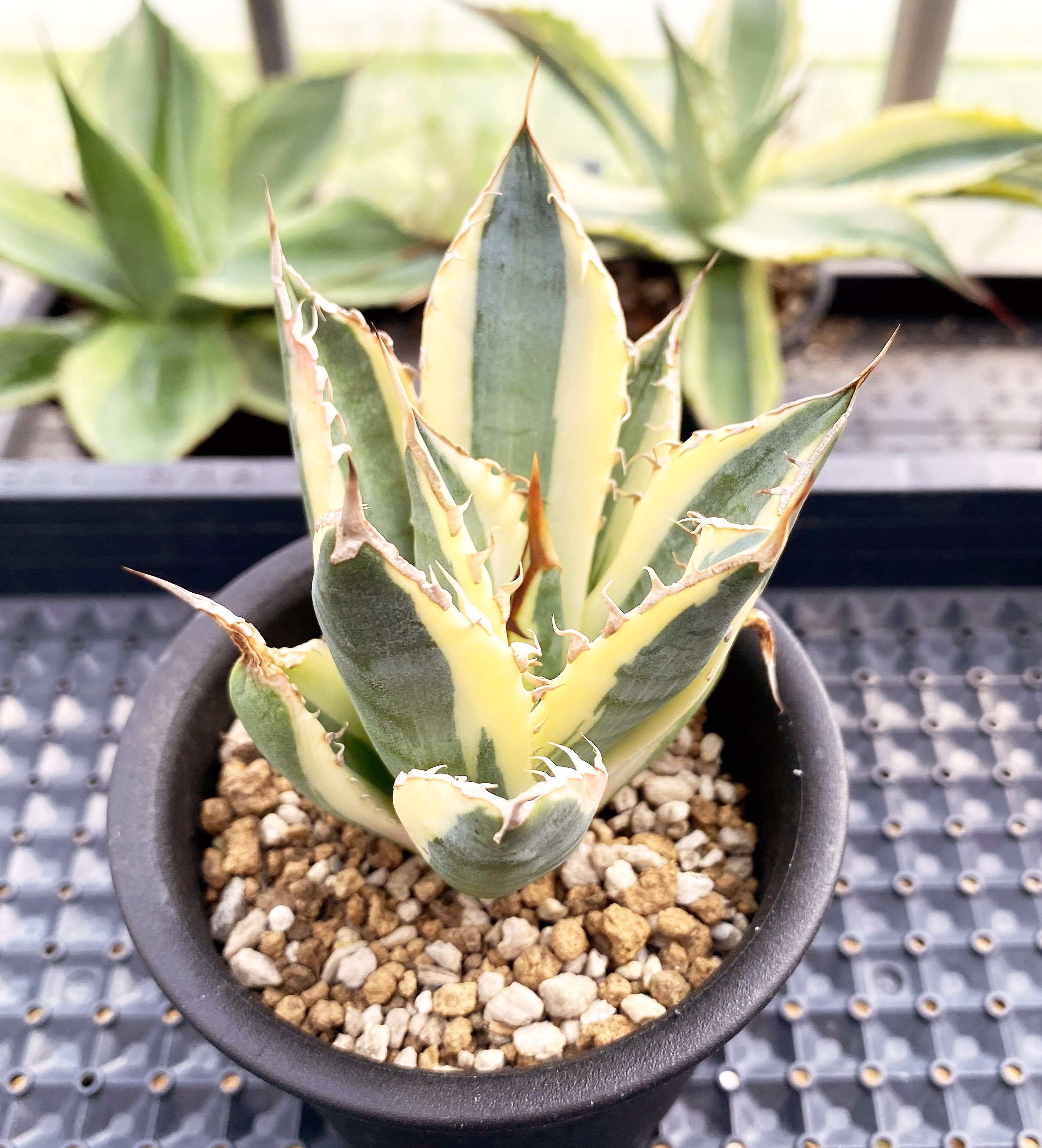 アガベ チタノタ ”スナグルトゥース” | ネットショップ・アガベ