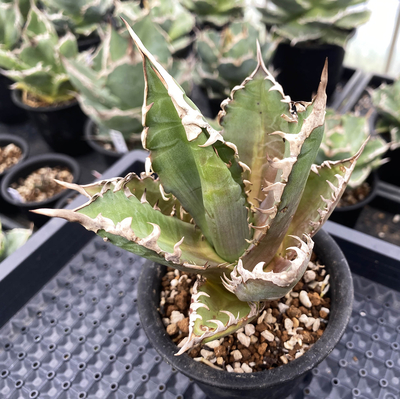 アガベ　チタノタ ”レッドキャットウィーズル”