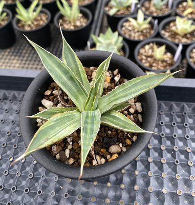 アガベ　ロファンタ”マルチグリーン”