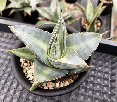 アガベ　プミラ