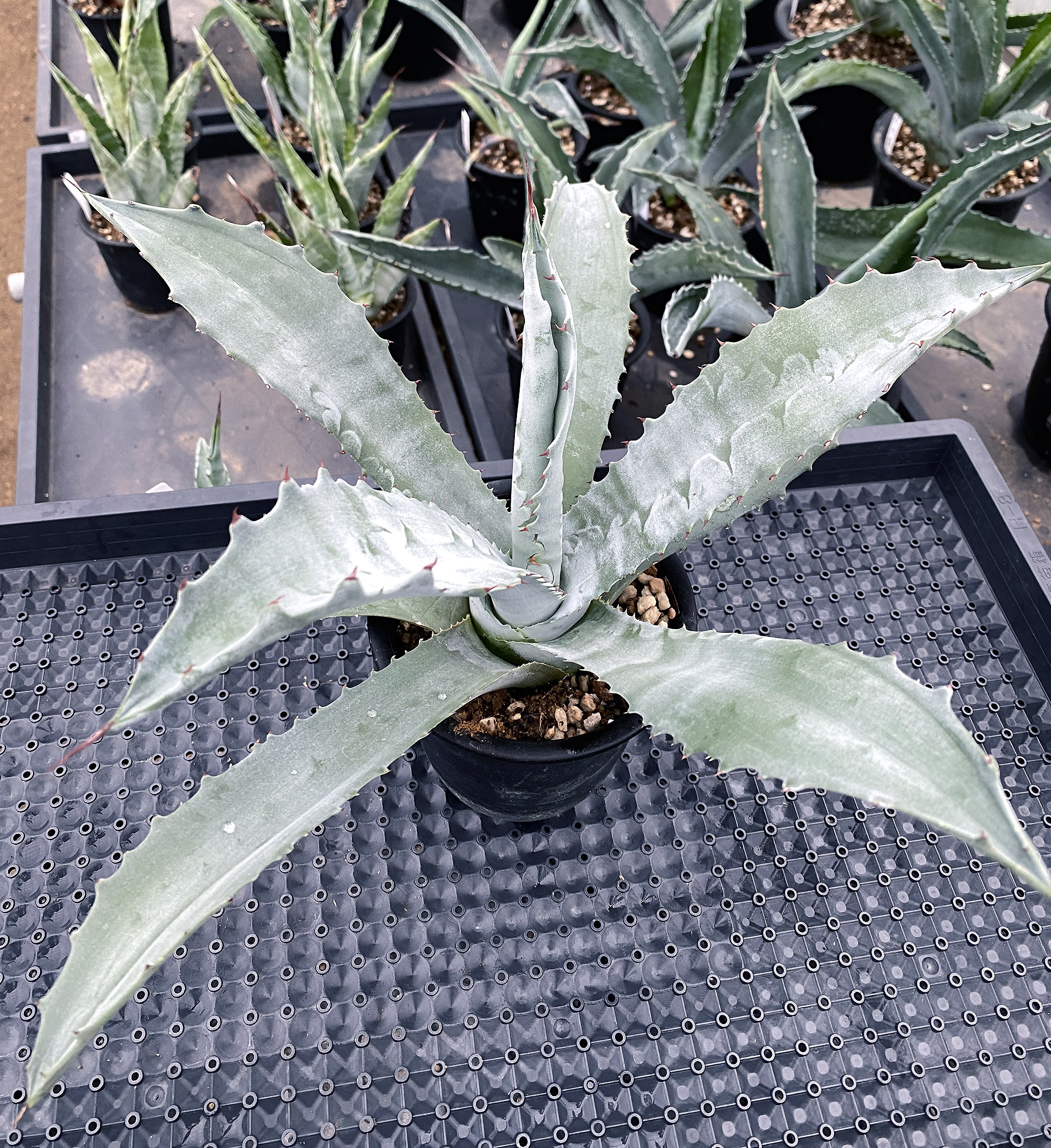 アガベ プロトアメリカーナ ”ファンキートゥース” | ネット