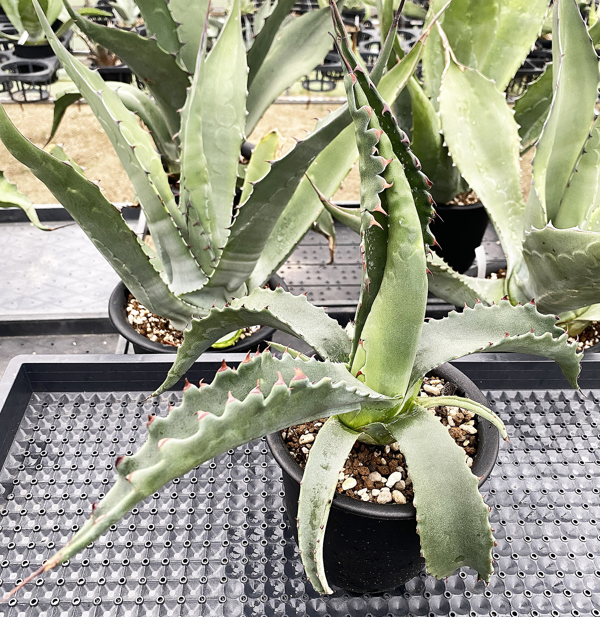 アガベ ジェントリー”ジョーズ” | ネットショップ・アガベ