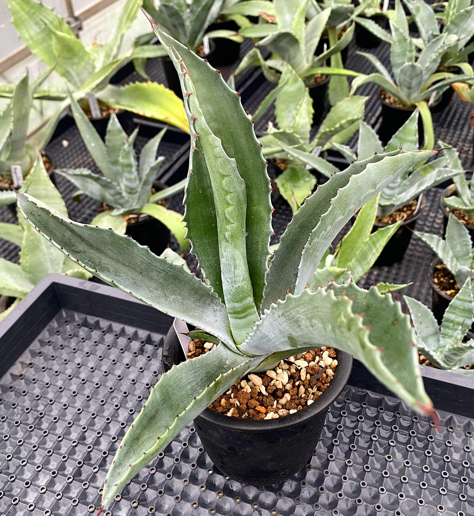 アガベ フェロックスローガンカルホーン1 アガベ フェロックスローガンカルホーン1 アガベ サルミアナフェ