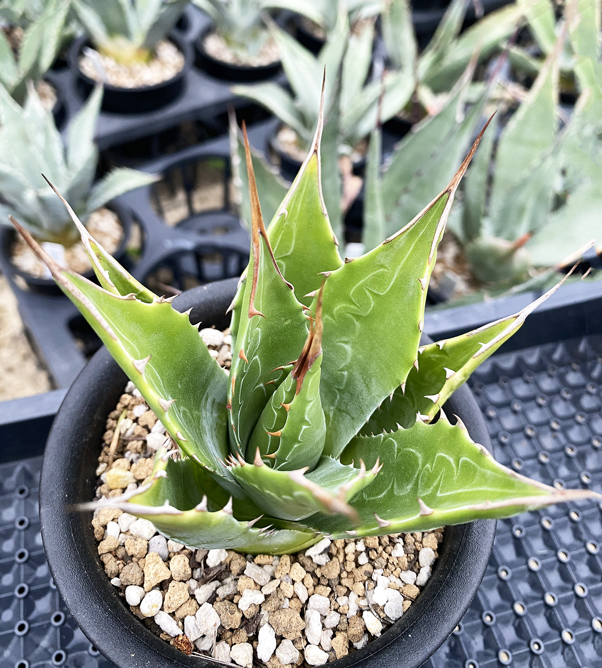 アガベ モンタナ　特大　抜き苗　福岡県限定 アガベ モンタナ特大抜き苗福岡県限定