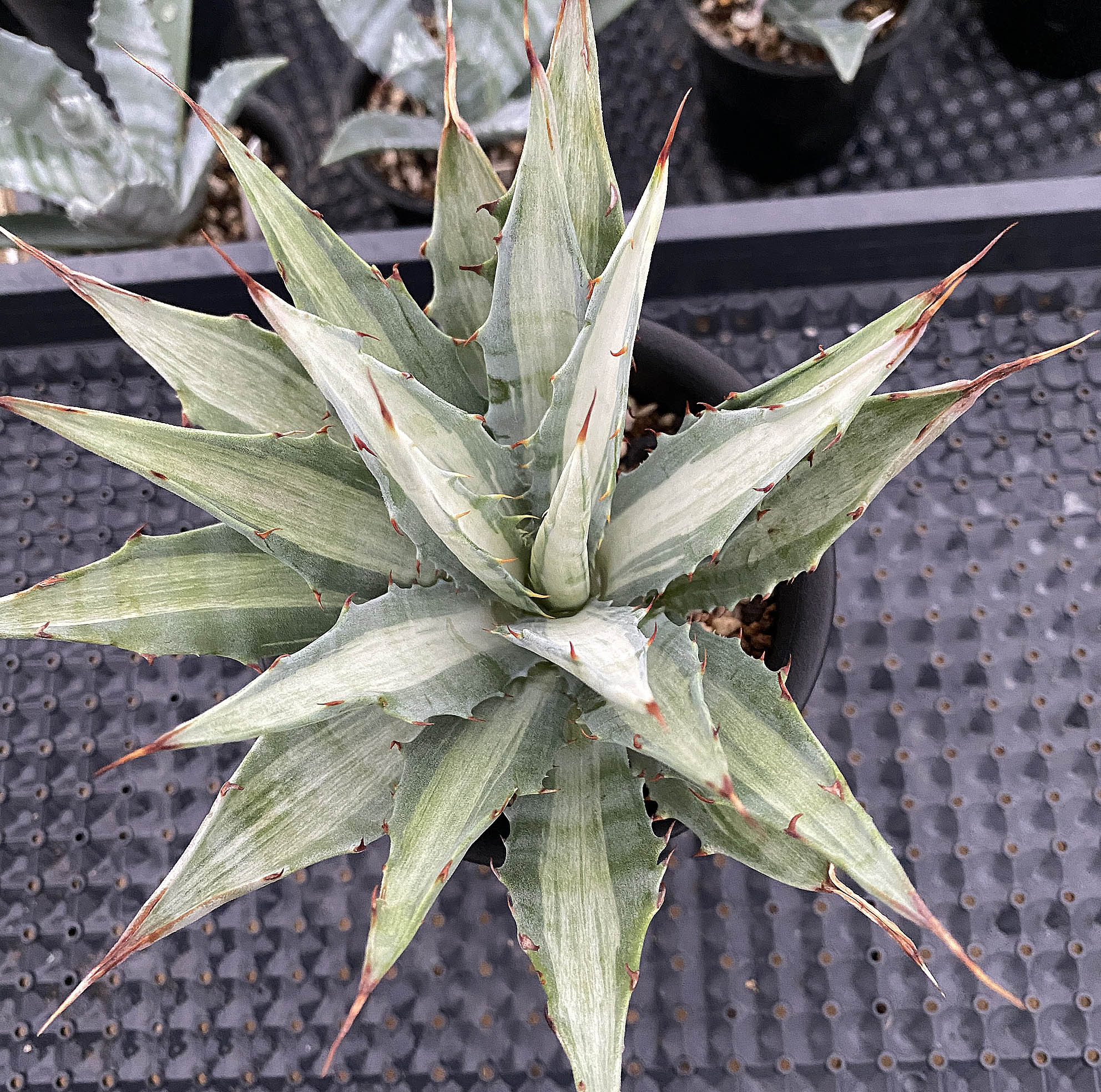 アガベ スノーデビル アガベ スノーデビル 変異斑 レア パリー