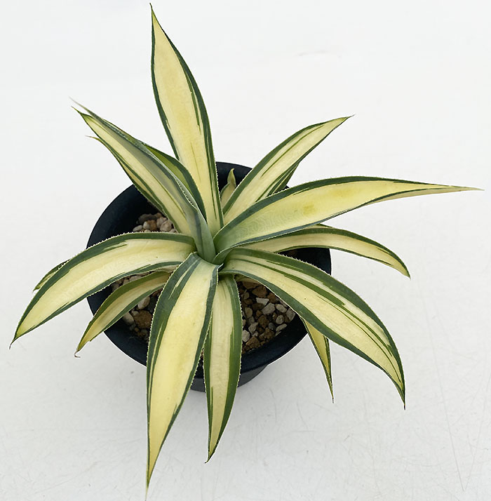 アガベ ”デザート ライトニング” | ネットショップ・アガベ