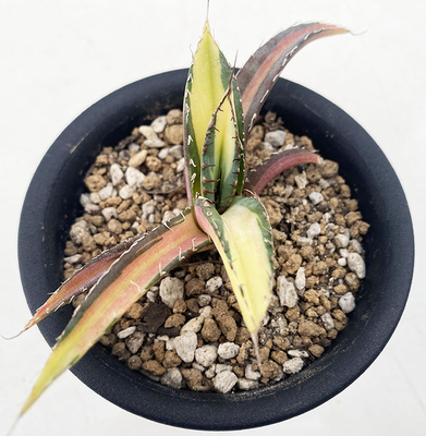 アガベ　チタノタ メディオピクタ（”イエローセンター”）