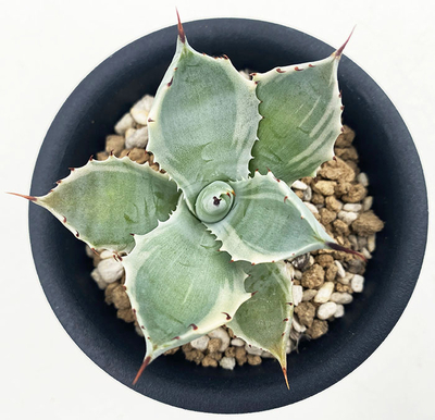 アガベ　ポタトラム ”雷神錦”