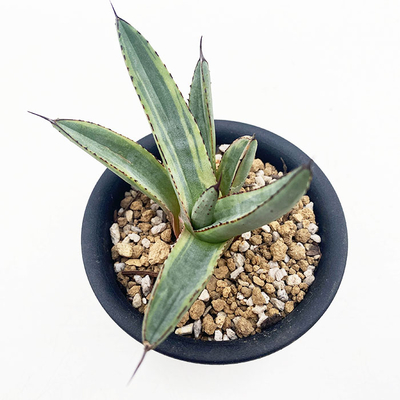 輸入アガベ を販売 | ネットショップ・アガベ