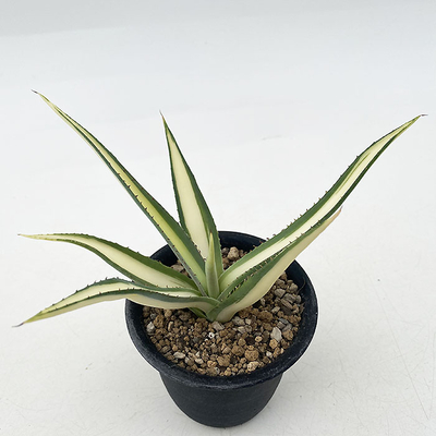 グエンゴーラ白中斑