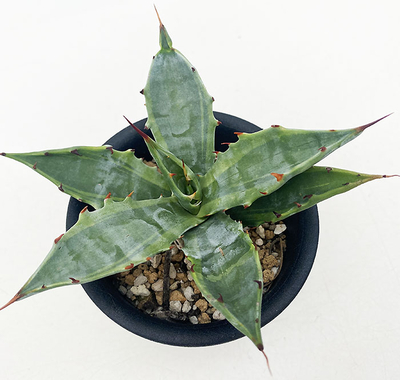 アガベ　コロラータ ”グリーンエッジ”