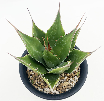 アガベ モンタナ | ネットショップ・アガベ