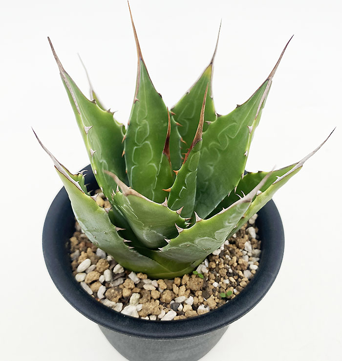 #05 Agave montana アガベ モンタナ ( チタノタ ホリダ ファイアーボール グローヴ 好きにも モンタナ アガベ Agave montana アガベ・モンタナ [ブルー」 3号ロング